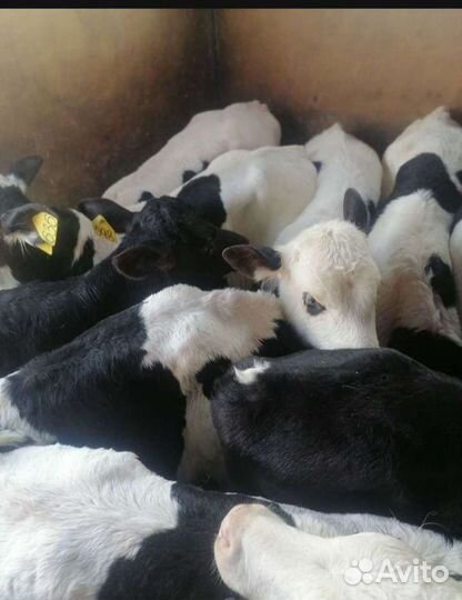 Бычки телята