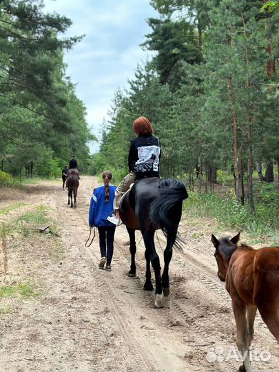 Конные прогулки / обучение верховой езде