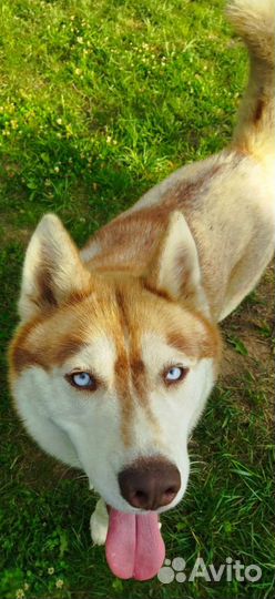 Сибирский хаски