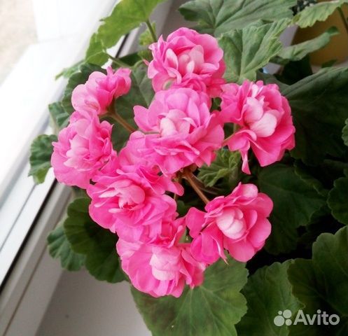 Пеларгония Australien Pink Rosebud