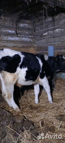 Продается бычок