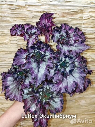 Бегонии декоративно-лиственные LeRex Ч. 2