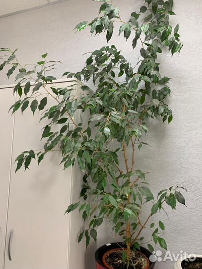 Фикус Бенджамина