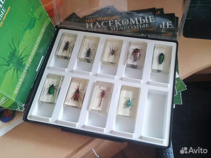 Насекомые и их знакомые