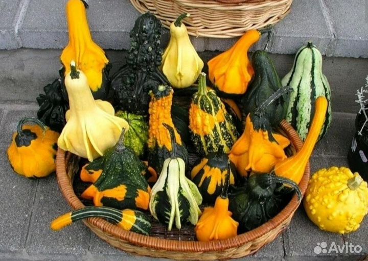 Семена декоративной тыквы