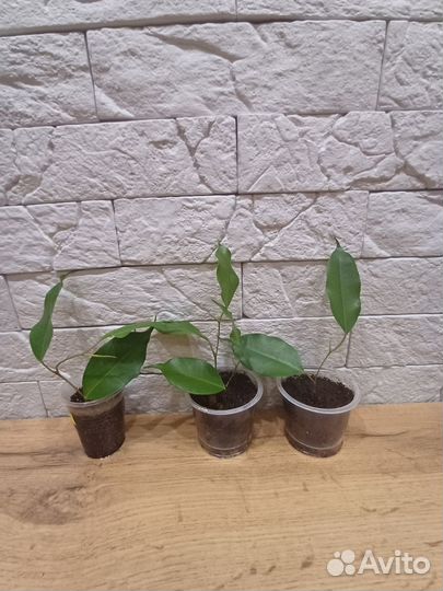 Фикусята сортовые