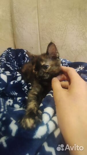 Котёнок помесь Мейн-кун