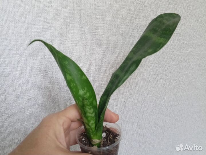 Сансевиерии