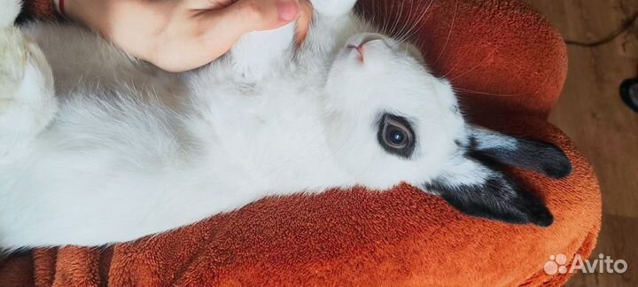 Декоративные кролики