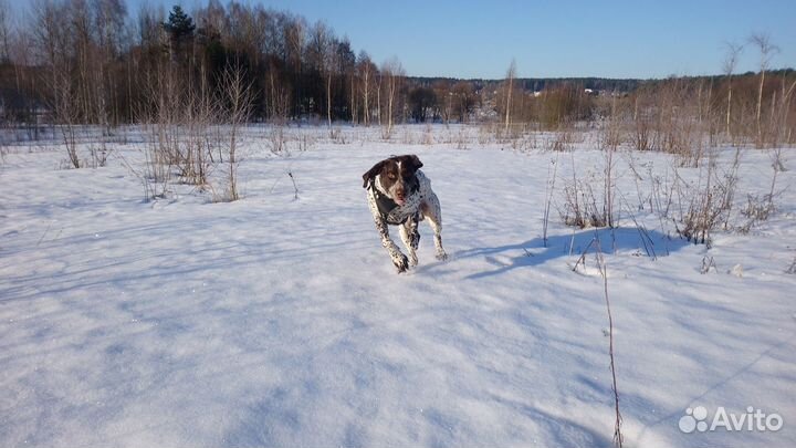 Курцхаар вязка