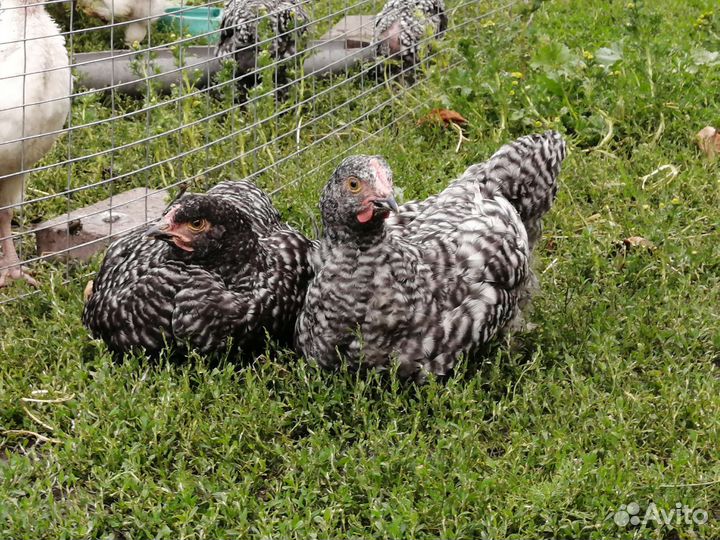 Куры петухи