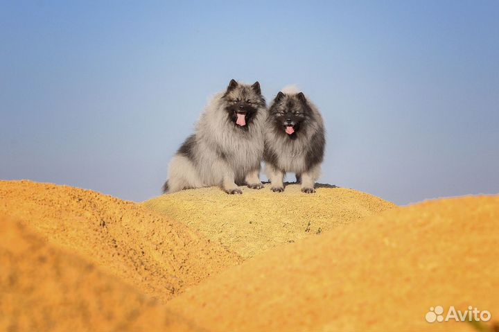 Щенки кобели вольфшпица