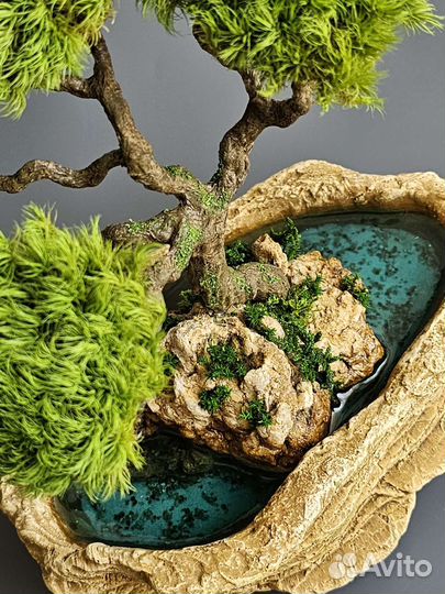 Дерево бонсай