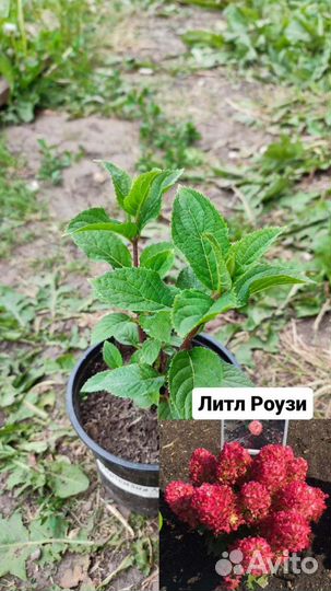 Гортензия саженцы