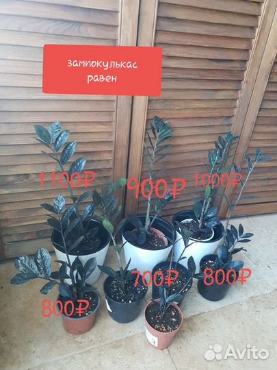 Замиокулькас кариота аспарагусы гинура бугенвиллия