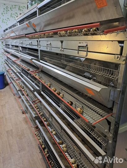 Инкубационное яйцо-лучшие породы