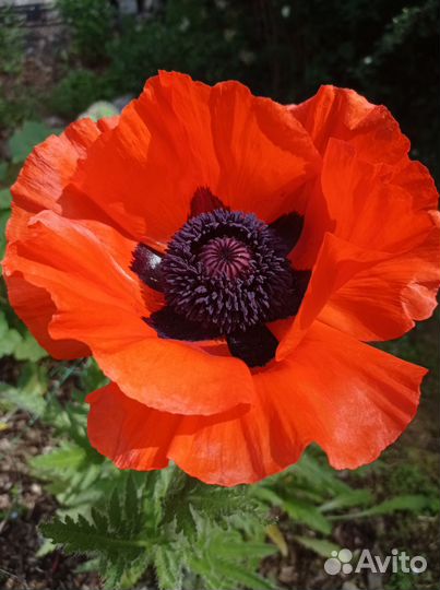 Декоративный садовый мак