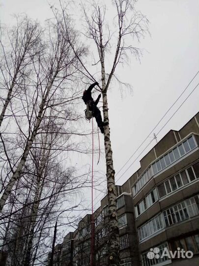 Спилить дерево