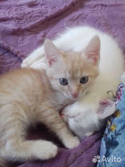 Мальчик в добрые руки