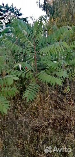 Сумах декоративный