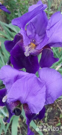 Ирисы бородатые
