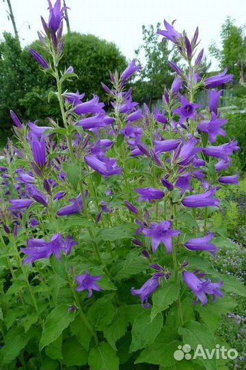 Колокольчик широколистный саженцы, многолетки