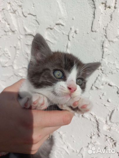 Котята в добрые руки 2мес