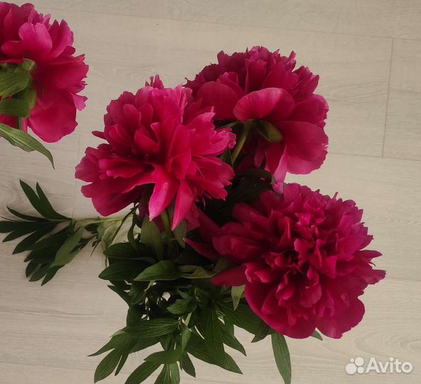 Многолетники,цена разная