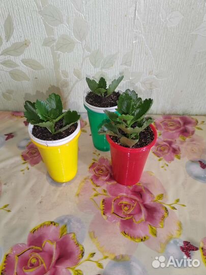 Каланхоэ цветущий