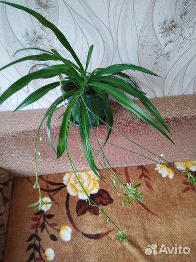 Хлорофитум