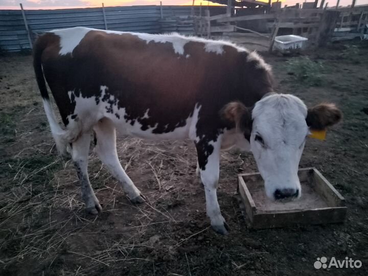 Коровы и телята