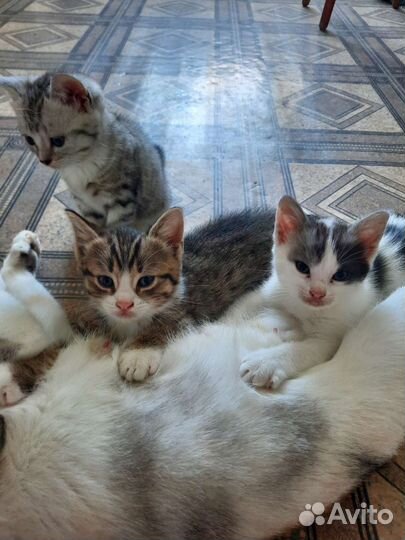 Котята