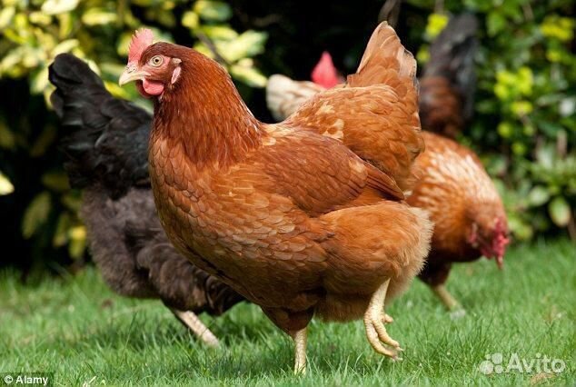 Домашняя птица на любой вкус