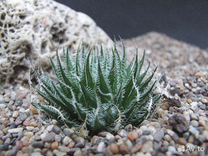 Хавортия Паутинная