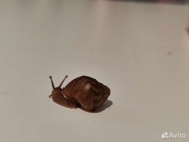 Улитки ахатины маленькие. Бесплатно