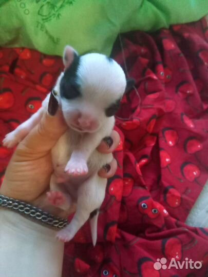 Щенки чихуахуа
