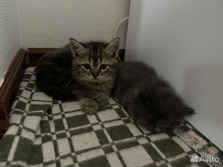 Котенок в добрые руки