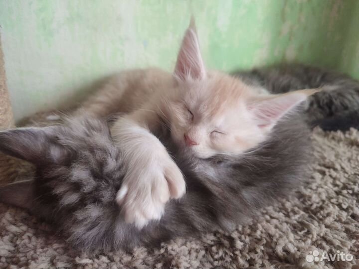 Котята мейн-кун полидакт