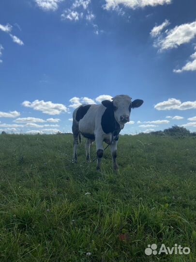 Бычок на племя