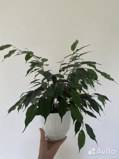 Бенджамина