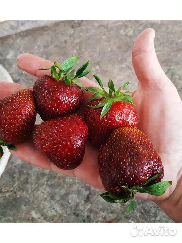 Рассада клубники