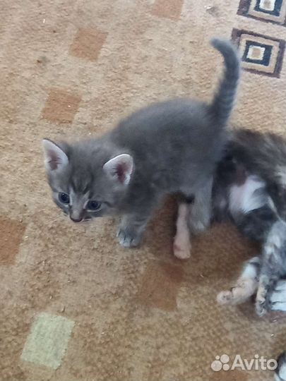 Котята