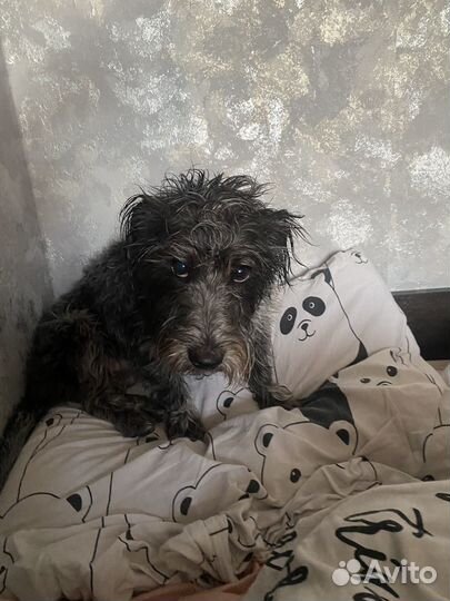 Собака потеряшка