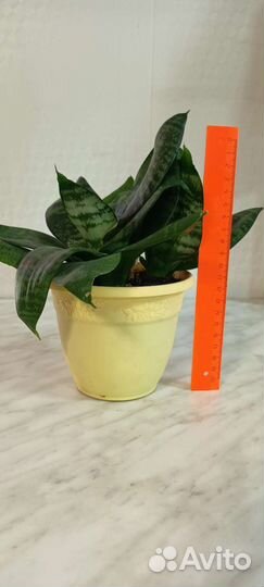 Сансевиерия