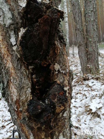 Березовый гриб чага