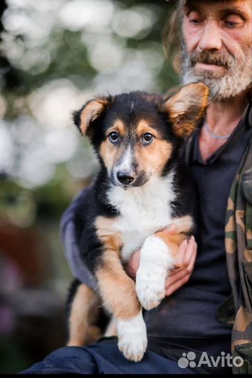 Щенок в добрые руки