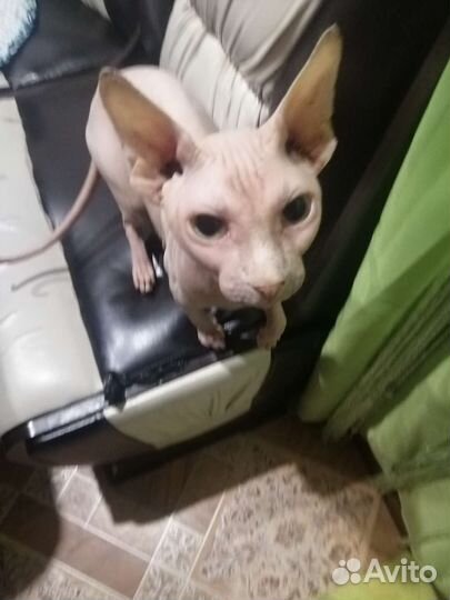 Кошки в добрые руки бесплатно