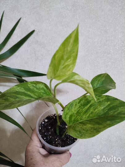 Сциндапсусы