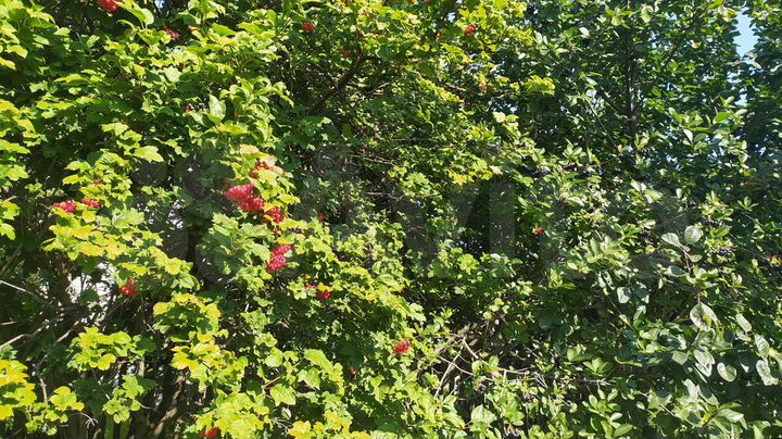 Дача 40 м² на участке 15 сот.