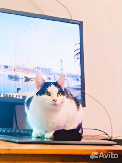 Жила в клетке